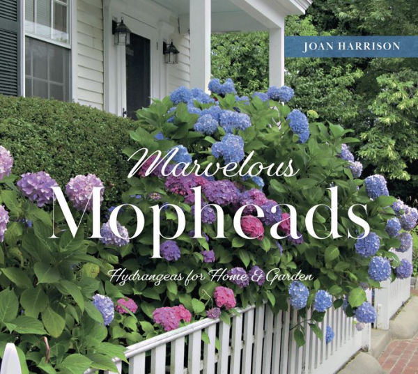 Marvelous Mopheads: Hydrangeas For Home & Garden