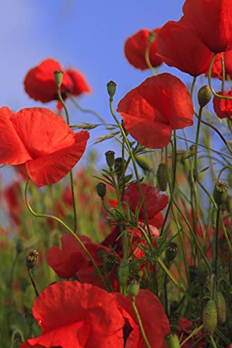 Poppy Meadow: Poppies Are Found Around The Globe From Icy Cold Tundra To Broiling Hot Deserts, Mostly In The Northern Hemisphere.