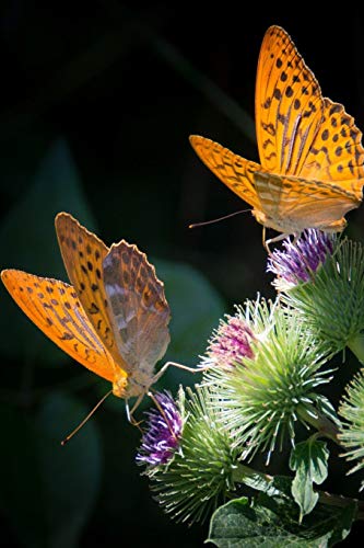Silver Bordered Fritillaries: The Silver-Bordered Fritillary Gets Its Name From Its Very Distinctive Light-Colored Border.