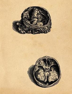 Anatomy Notebook: Andreas Vesalius - Olfactory Organs Premium College Ruled Notebook | 110 Pages
