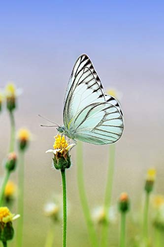 White Butterfly: There Are Over 20,000 Species Of Butterflies In The World.