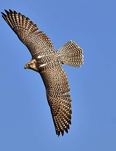 Falcon: Birds Of Prey In The Genus Falco, Which Includes About 40 Species. Falcons Are Widely Distributed On All Continents Of The World Except ... Related Raptors Occurred There In The Eocene.