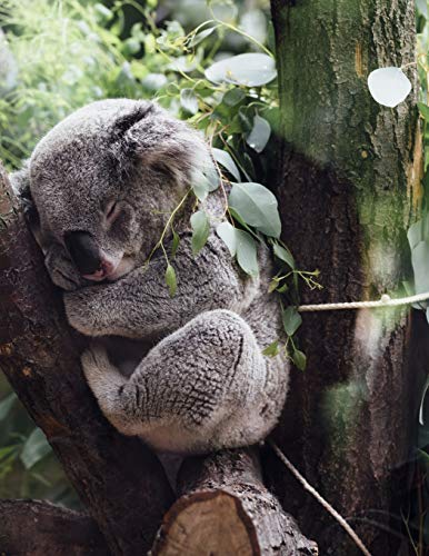 Resting: The Koala Is An Arboreal Herbivorous Marsupial Native To Australia. It Is The Only Extant Representative Of The Family Phascolarctidae And ... Which Comprise The Family Vombatidae.