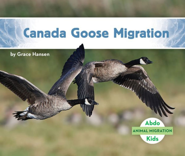 Canada Goose Migration (Animal Migration)