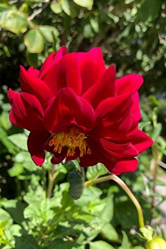 Dahlia - 9781098507213