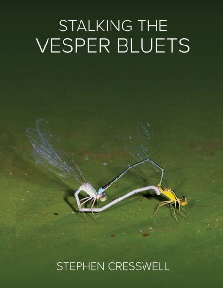 Stalking The Vesper Bluets