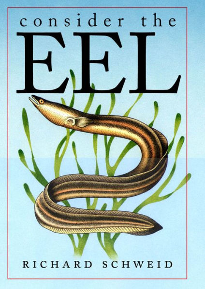 Consider The Eel