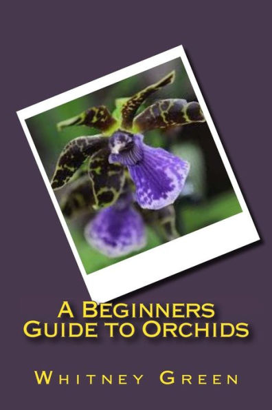 A Beginners Guide To Orchids