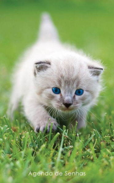 Agenda De Senhas: Agenda Para Enderecos Eletr?nicos E Senhas: Capa Gatinho De Olhos Azuis - Portugu?s (Brasil) (Agendas Com Gatos) (Portuguese Edition)