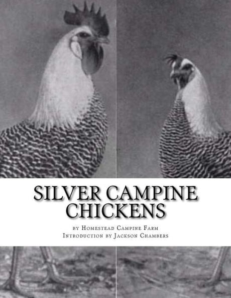 Silver Campine Chickens: The Vigorous Strain Of Silver Campine Fowl