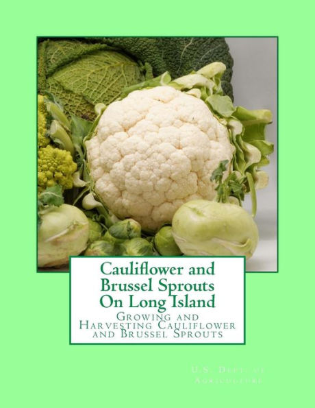 Cauliflower And Brussel Sprouts On Long Island: Growing And Harvesting Cauliflower And Brussel Sprouts