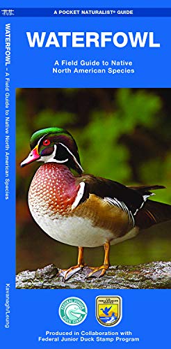 Waterfowl: A Field Guide To Native North American Species (Wildlife And Nature Identification)