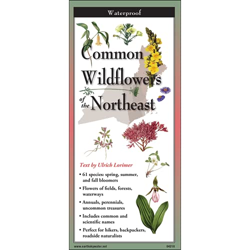 Common Wildflowers Of The Northeast