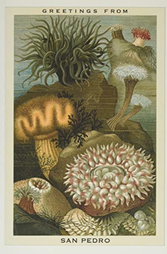 Vintage Journal Greetings From San Pedro (Pocket Sized