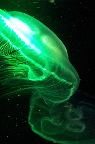 Aquarium: Qualle Unter Licht (German Edition)
