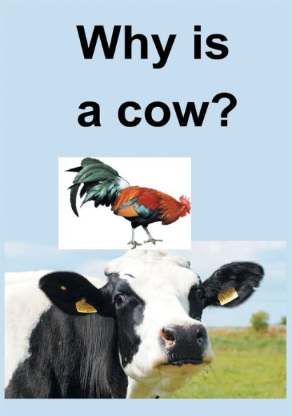 Why Is A Cow?