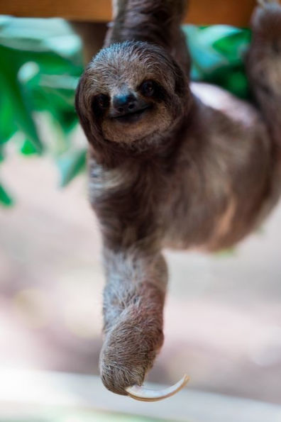Sloth - 9781709771361