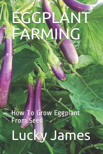 EGGPLANT FARMING: How To Grow Eggplant From Seed