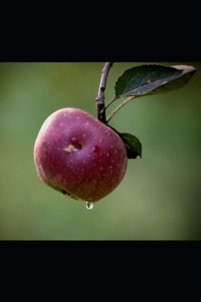 Adelgazar sin riesgos (Edición Española)