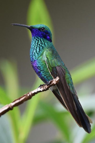 HUMMINGBIRD: Hummingbirds are birds native to the Americas and constitute the biological family Trochilidae.