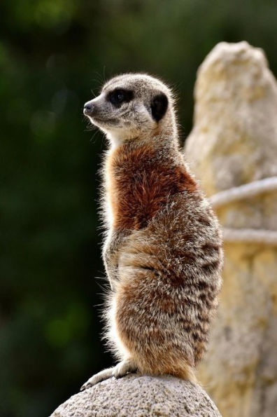 Meercat: The Meerkat Or Suricate Is A Small Carnivoran Belonging To The Mongoose Family. It Is The Only Member Of The Genus Sur