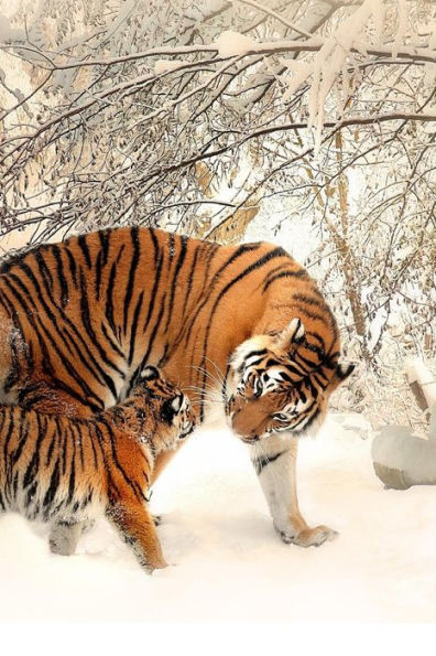 Tiger Family: Tigers Will Keep Their Cub With Them For 2 Years. She Will Teach Them To Hunt And Take Care Of Themselves.