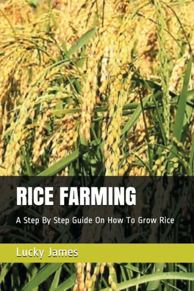 Rice Farming : A Step By Step Guide On How To Grow Rice