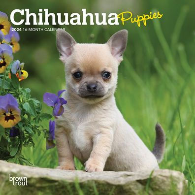 Chihuahua Puppies | 2024 7 X 14 Inch Monthly Mini Wall Calendar | Browntrout | Animals Small Dog Breeds Puppy