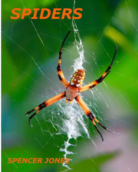 Spiders : Fun Facts And Amazing Pictures - Learn About Snakes