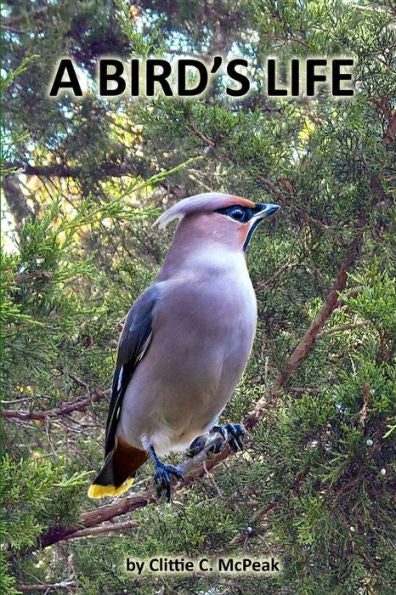 A Bird's Life: Lifes Survival as a Bird