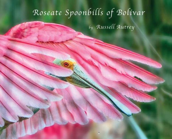 Roseate Spoonbills Of Bolivar