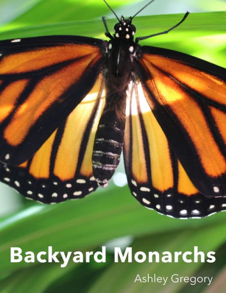 Backyard Monarchs