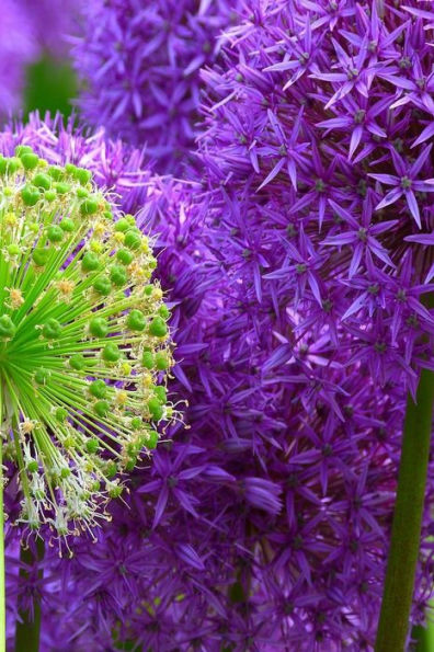 BLOSSOMS: Alliums are hardy bulbs that produce dramatic balls of purple, blue, yellow or pink flowers atop stiff, upright stems. Many species bloom in ... plant alliums from seed in spring or fall.