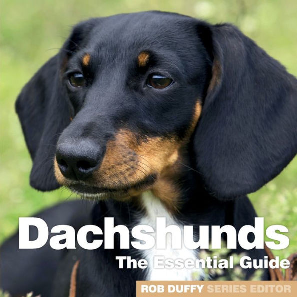 Dachshunds: The Essential Guide