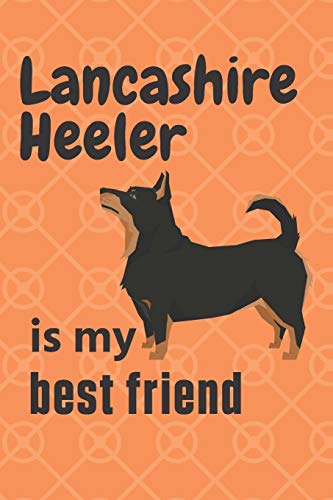 Lancashire Heeler is my best friend: For Lancashire Heeler Dog Fans