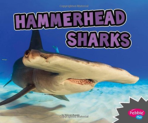 Hammerhead Sharks (All About Sharks)