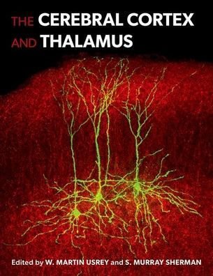 The Cerebral Cortex And Thalamus