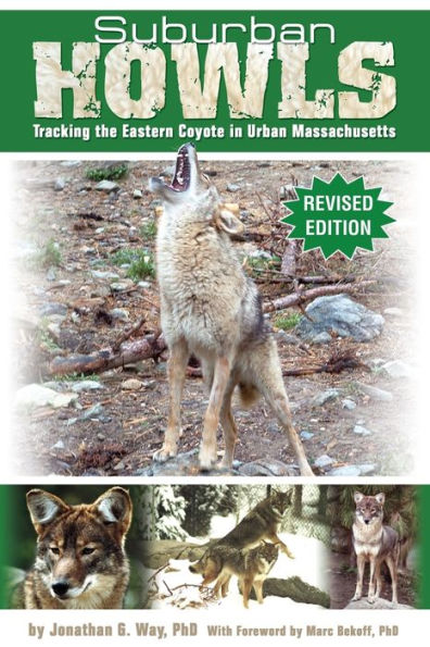 Suburban Howls: Tracking The Eastern Coyote In Urban Massachusetts