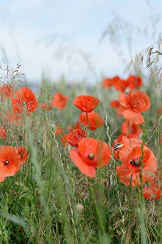 Poppies In A Field: Poppies Are Found Around The Globe From Icy Cold Tundra To Broiling Hot Deserts, Mostly In The Northern Hemisphere.