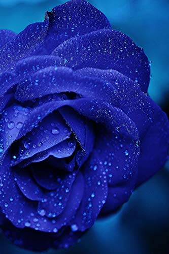 Rose: A Rose Is A Woody Perennial Flowering Plant Of The Genus Rosa, In The Family Rosaceae, Or The Flower It Bears. There Are Over Three Hundred Species And Thousands Of Cultivars.