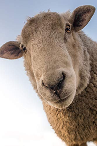Sheep: Domestic Sheep Are Quadrupedal, Ruminant Mammals Typically Kept As Livestock. Like Most Ruminants, Sheep Are Members Of The Order Artiodactyla, The Even-Toed Ungulates.