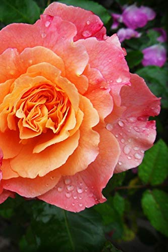 Tea Rose: Rosa Odorata Is A Member Of The Genus Rosa Native To Yunnan In Southwest China.