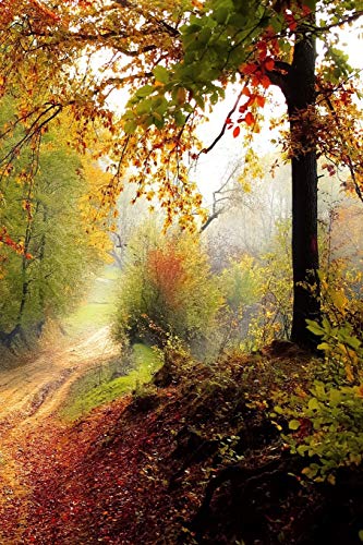 Trail Through The Wood: Some Trails Are Single Use And Can Only Be Used For Walking, Cycling, Horse Riding, Snowshoeing, Or Cross-Country Skiing. ... By Dirt Bikes And Other Off-Road Vehicles.