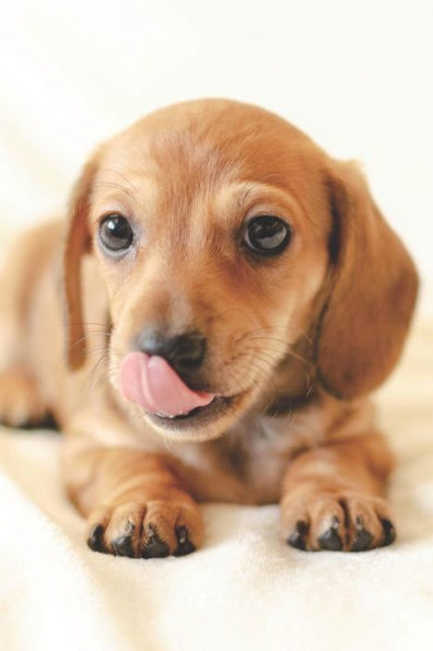 Dackel Kalender: Hunde Kalender 2019/2020 Ab Juli - Terminplaner Ab Jahresmitte | A5+ | Dackel Geschenk Für Hundefreunde (German Edition)