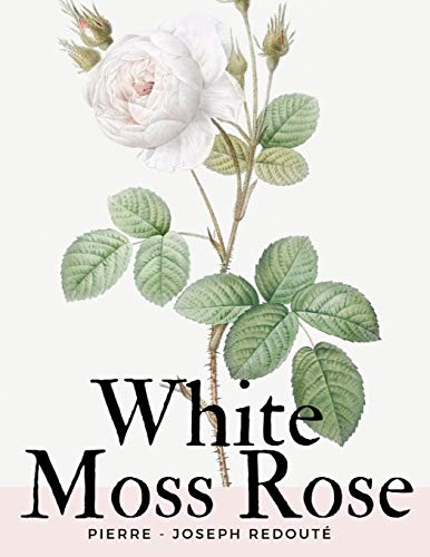 White Moss Rose (Les Roses)