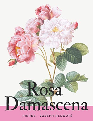 Rosa Damascena (Les Roses)