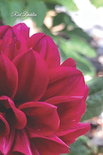 Red Dahlia