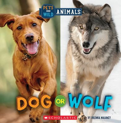 Dog Or Wolf (Wild World: Pets And Wild Animals) - 9781338899818