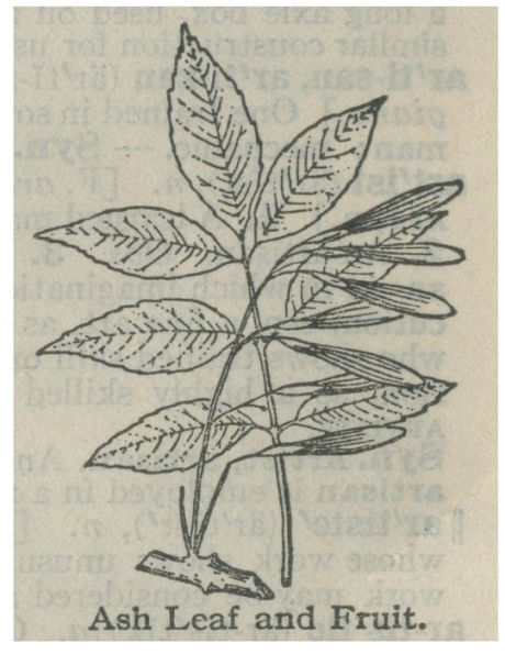 Ash Leaf And Fruit Notebook