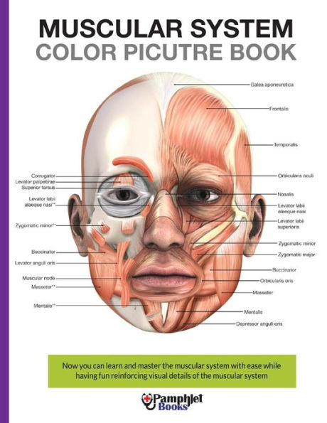 Muscular System Color Picture Book: Beautiful Illustrations With Concisely And Clearly Readable Labels
